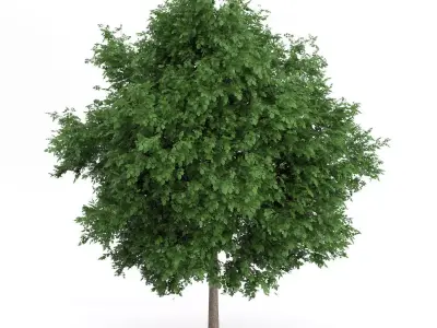 Large-leaved Lime Tree Tilia platyphyllos 3D model