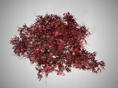 Kousa Dogwood Fall Tree Low-poly 3D model