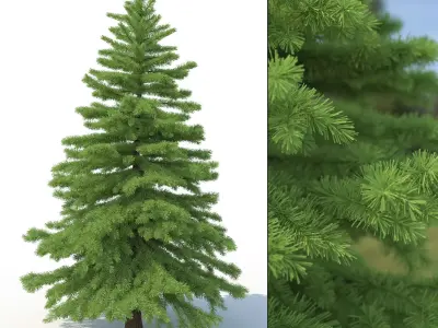 Spruce Tree No 2 3D model
