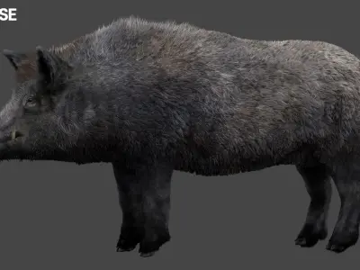  WildBoar Fur Rigged 