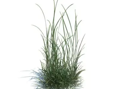 Grass   Green Weeds 3D model