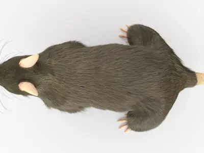  Rat Body Skeleton and Organs Static 