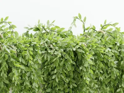 Hanging wall creeper plants collection-Blender-001 3D Model Pack