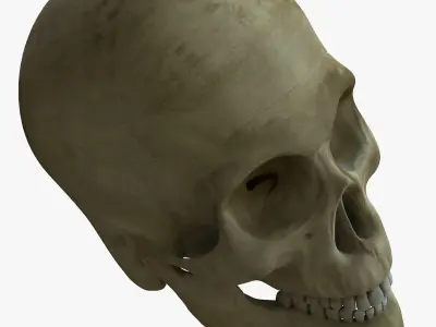 Human Skull with Brain 3D model