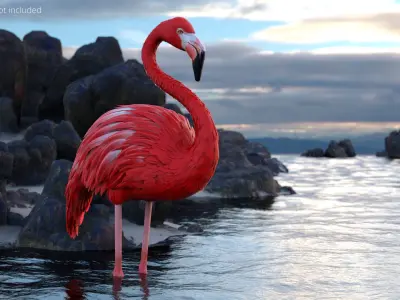  Exotic Bird Red Flamingo 