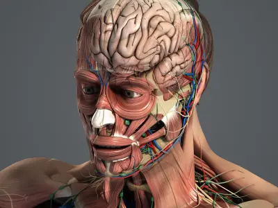  MAYA RIGGED Male and Female Anatomy Complete Pack (Textured) 