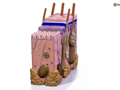 Skin Anatomy 3D model