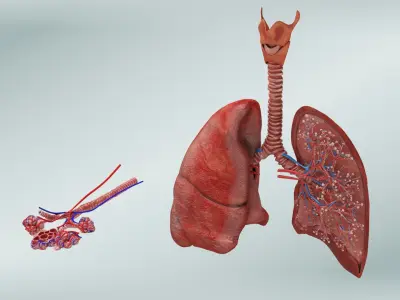  Anatomy of LUNGS 