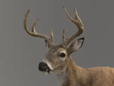  Deer ANIMATED 