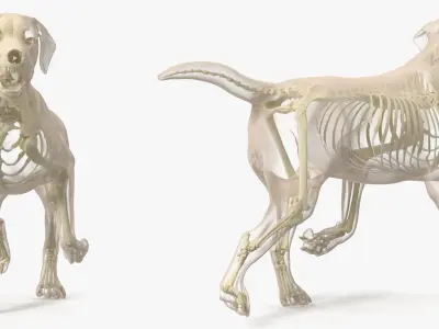  Animal Skeletons with Skin Collection 