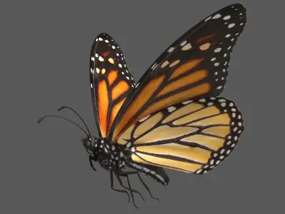  Monarch Butterfly Rigged 
