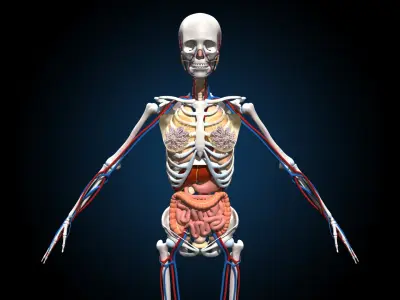  Ultimate Female Anatomy - Advanced Rig 