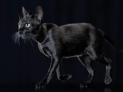  Cat Black Fur Shorthair Animated XGen Core 