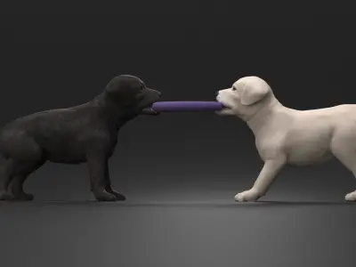  Labrador Puppies Playing with Dog Toy 