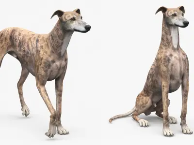  Greyhound Dog Male Brindle Rigged 