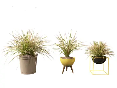 Deschampsia cespitosa Northern Lights - Tufted Hair Grass 03 3D model