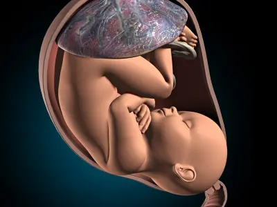  Pregnant - Fetus and Uterus 