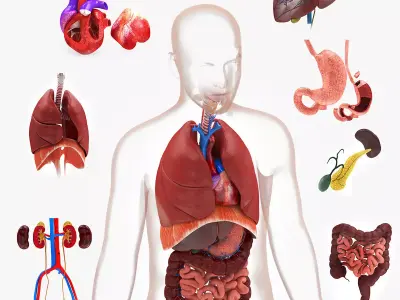 Human Internal Organs Low-poly 3D model