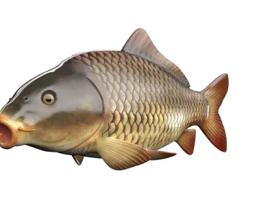  Full Fish Anatomy Static 