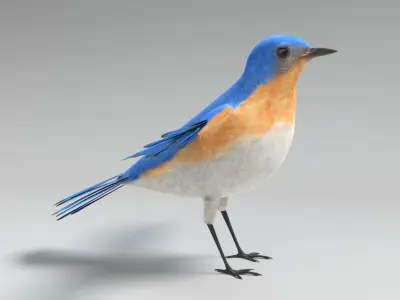  Bluebird Animated 