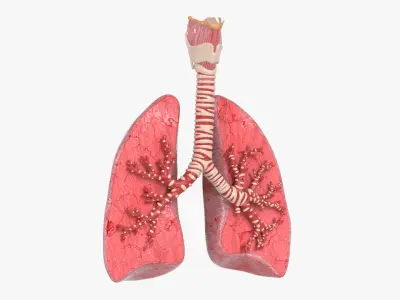  Trachea Lungs Bronchial Tree 