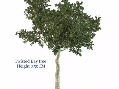 Twisted Bay tree Free 3D model