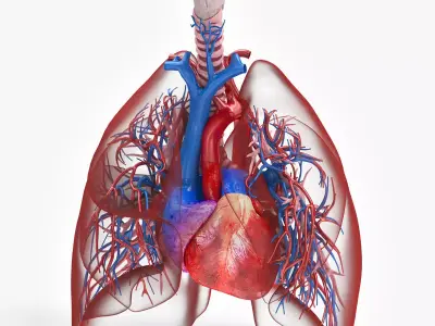 Lungs and Heart System  Low-poly 3D model