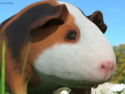  Tricolor Guinea Pig Short Hair Black Brown White Rigged 