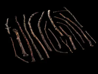 Sticks debris 02 Texture