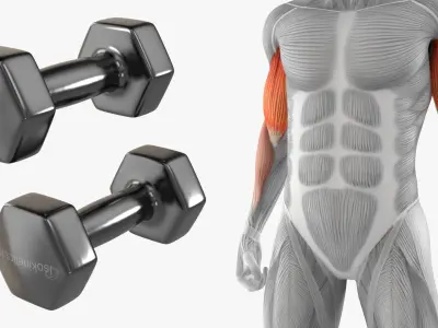  Male Muscular System Anatomy Biceps Curls 