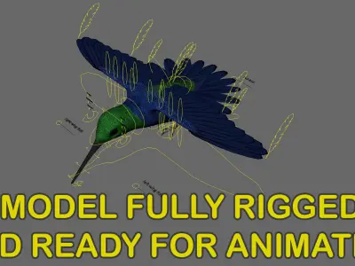  Green-Crowned Woodnymph Hummingbird (Animated) 