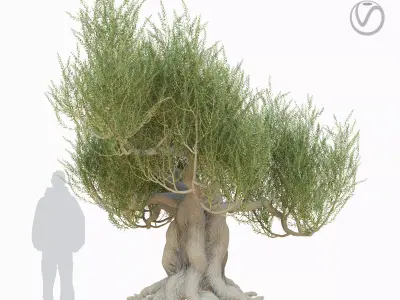 Old olive tree 3D model