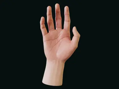  Realistic Human Hand - Rigged 
