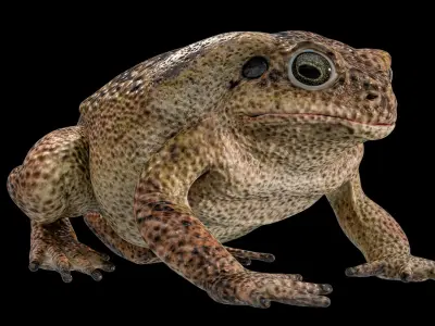  Cane Toad Rigged PBR 