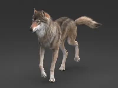  Wolf Rigged 