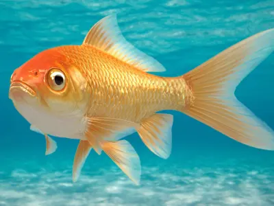  Goldfish (Animated) 