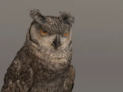  Owl Animated 