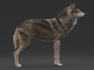  Wolf Rigged 