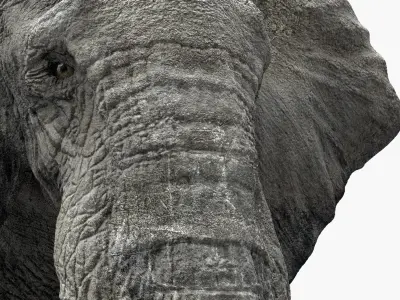  African Elephant (Animation) (Rigged) 