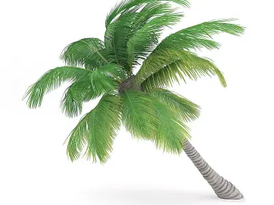 Sloping Palm Tree 3D model