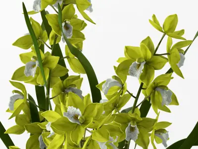 Cymbidium in floor vase 3D model