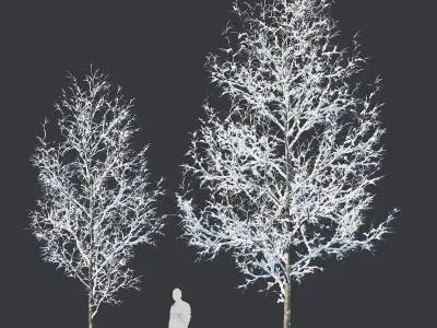 Common oak Nr4 H3-9m Winter Five tree set 3D model