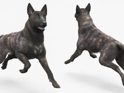  Agile Herding Dog Dutch Shepherd Running Fur 