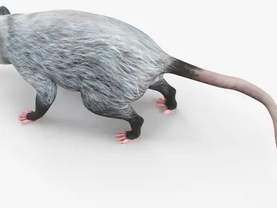  Opossum Eating Animated Rigged for Maya 