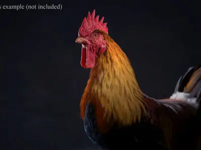  Rooster Animated 