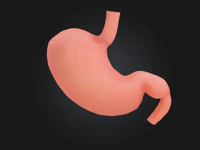 Human Stomach Diagram  A Clear View of Digestion 3D model