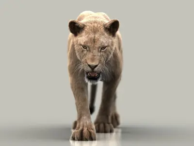  Lioness (3) (FUR) (ANIMATED) 