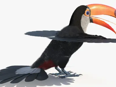  Toco Toucan Bird Wings Open Fur for Cinema 4D 