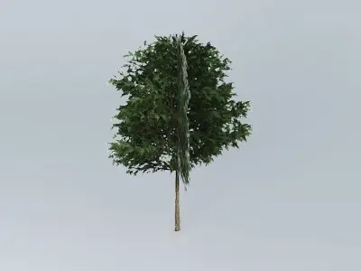 Silky Oak Grevillea robusta 2 Free 3D model