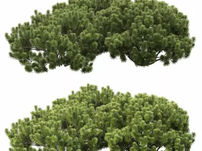 Pinus Mugo 15 3D model